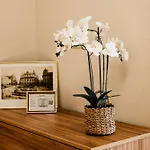 Principe Genova Home